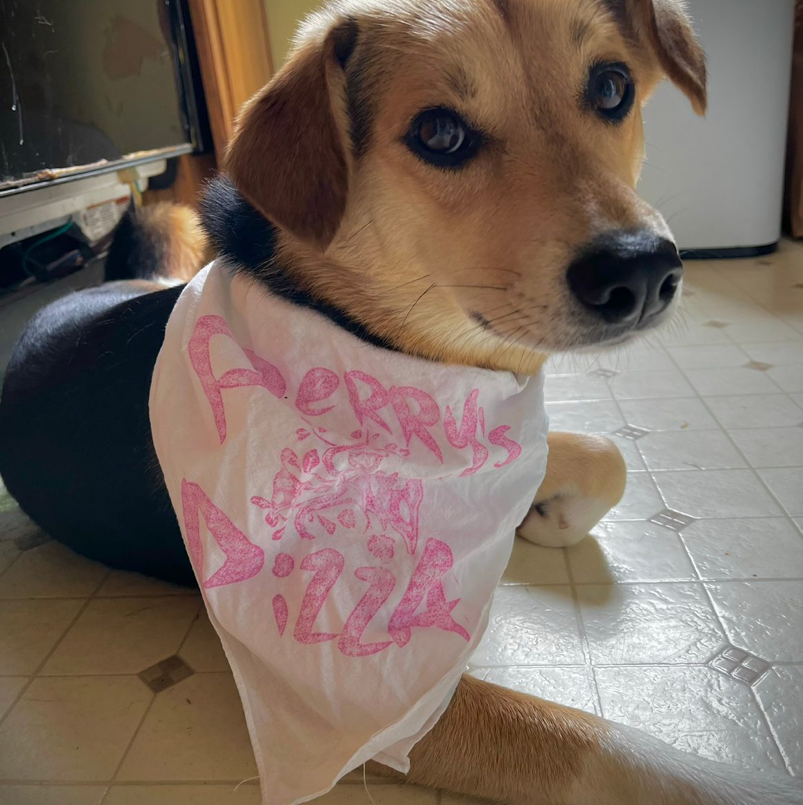 Doggy Bandana.